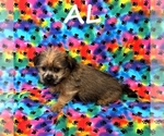 Small #2 Shorkie Tzu