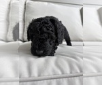Small #2 Poodle (Miniature)