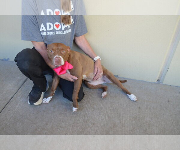 Medium Photo #1 Mutt Puppy For Sale in McKinney, TX, USA