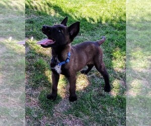 Belgian Malinois Puppy for sale in EL CENTRO, CA, USA