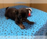 Small Photo #5 Chihuahua Puppy For Sale in PATERSON, NJ, USA