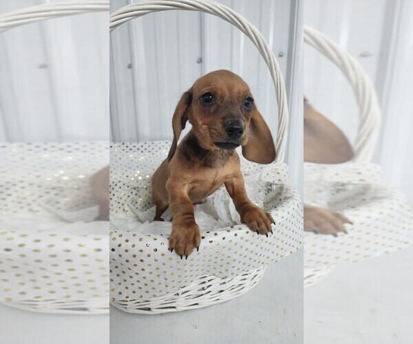 Medium Photo #11 Dachshund Puppy For Sale in GREENWOOD, WI, USA