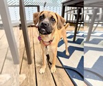 Small #1 Box-a-Pug