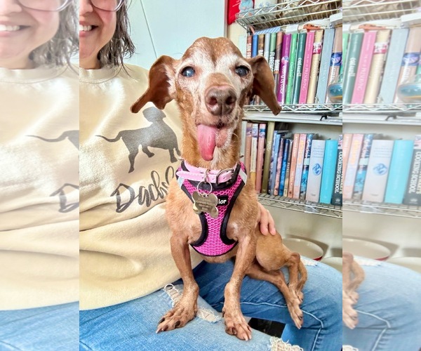 Medium Photo #1 Dachshund Puppy For Sale in Fruitland, SC, USA