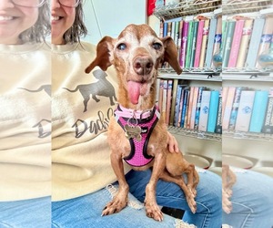 Dachshund Dogs for adoption in Fruitland, SC, USA
