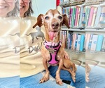 Dolly5 (in Miami, FL) - Female Dachshund Dog for Adoption - Small photo