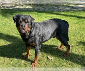 Father of the Rottweiler puppies born on 09/10/2022
