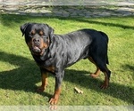 Small Photo #1 Rottweiler Puppy For Sale in BAKERSFIELD, CA, USA