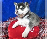 Small Photo #4 Alaskan Klee Kai Puppy For Sale in NORWOOD, MO, USA