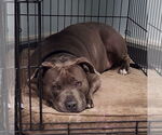 Small #15 American Staffordshire Terrier