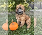 Small #1 Poodle (Miniature)-Whoodle Mix