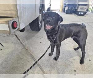 Labrador Retriever-Unknown Mix Dogs for adoption in Texas City, TX, USA