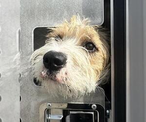 Poodle (Standard)-Unknown Mix Dogs for adoption in San Antonio, TX, USA