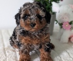 Small #12 Poodle (Miniature)