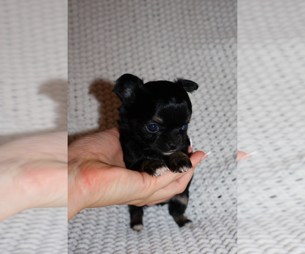 Medium Photo #1 Chihuahua Puppy For Sale in FAYETTEVILLE, AR, USA
