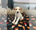 Chamomile Jul 26 - An Annie Pup - Female Mutt Dog for Adoption - Small photo