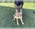 Small #1 German Shepherd Dog