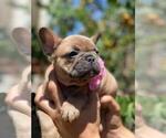 Small Photo #6 French Bulldog Puppy For Sale in PALO ALTO, CA, USA