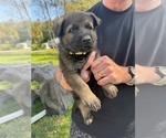 Small #6 German Shepherd Dog