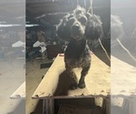 Small Photo #1 Beagle-Poodle (Toy) Mix Puppy For Sale in NORWOOD, NC, USA