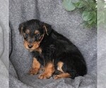 Small Photo #1 Airedale Terrier Puppy For Sale in HOLTWOOD, PA, USA