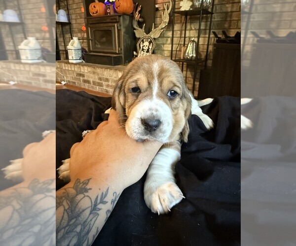 Medium Photo #1 Basset Hound Puppy For Sale in SCIPIO, IN, USA