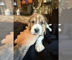 Puppy Girl 3 Basset Hound
