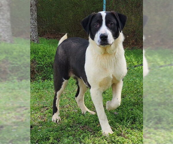 Medium Photo #6 Labrenees Puppy For Sale in Wetumpka, AL, USA