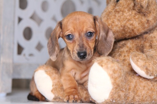 Medium Photo #3 Dachshund Puppy For Sale in MOUNT VERNON, OH, USA