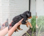 Small Photo #44 Golden Mountain Doodle  Puppy For Sale in BROKEN ARROW, OK, USA