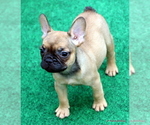Small Photo #44 French Bulldog Puppy For Sale in WINNSBORO, TX, USA