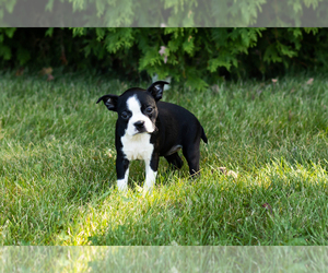 Boston Terrier Puppy for sale in MILFORD, IN, USA