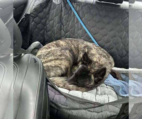 Medium Photo #3 - Mix Puppy For Sale in Imlay City, MI, USA