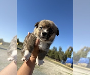 Pembroke Welsh Corgi Puppy for sale in OAKLEY, CA, USA