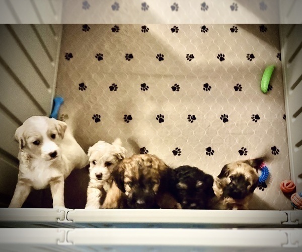 Medium Photo #11 Goldendoodle (Miniature) Puppy For Sale in CAPE CORAL, FL, USA