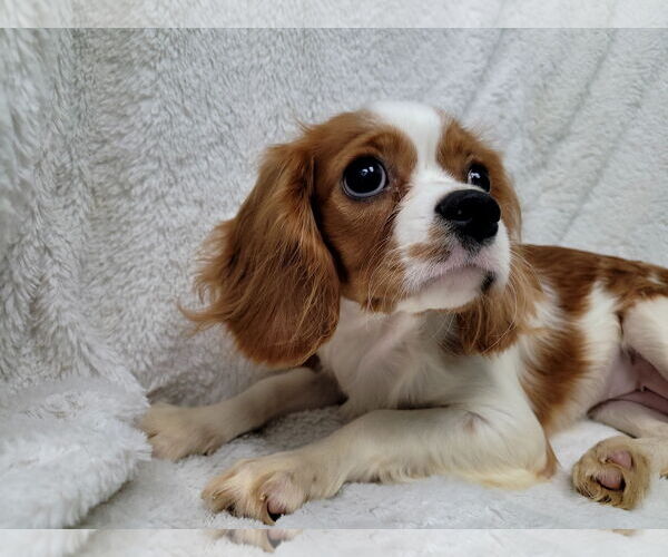 Medium Photo #4 Cavalier King Charles Spaniel Puppy For Sale in Lincolnwood, IL, USA
