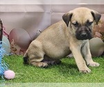 Small #9 Catahoula Leopard Dog