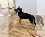 Small #1 German Shepherd Dog Mix