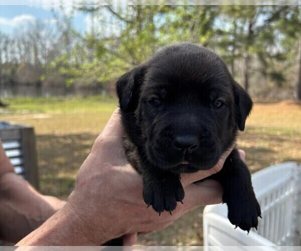 Medium Photo #27 Rotticorso Puppy For Sale in REEVESVILLE, SC, USA