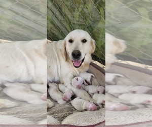Mother of the English Cream Golden Retriever puppies born on 05/27/2022