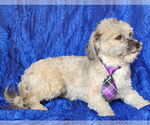 Small #3 Havanese Mix