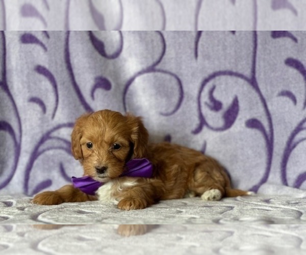 Medium Photo #3 Poovanese Puppy For Sale in LANCASTER, PA, USA