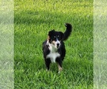 Small #2 Miniature Australian Shepherd