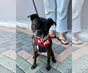 Luna - Female Buggs Dog for Adoption - Photo #2