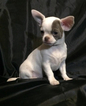 Small Photo #1 Chihuahua Puppy For Sale in SAINT PETERSBURG, FL, USA