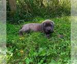 Puppy Eena Cane Corso