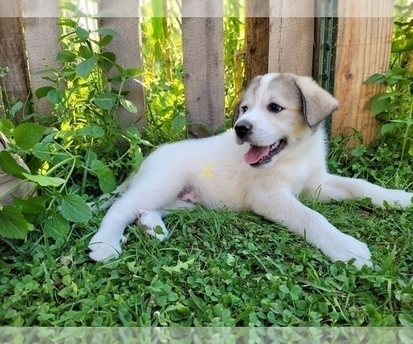 Medium Photo #2 Golden Pyrenees-Great Pyrenees Mix Puppy For Sale in NEVADA, OH, USA