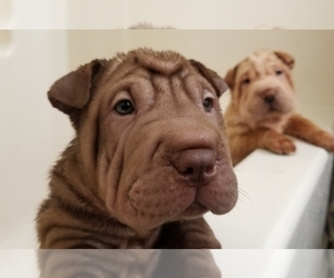 Chinese Shar-Pei Puppy for Sale in APPLE VALLEY, California USA