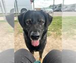Small #2 German Shepherd Dog Mix
