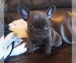 Puppy 4 French Bulldog